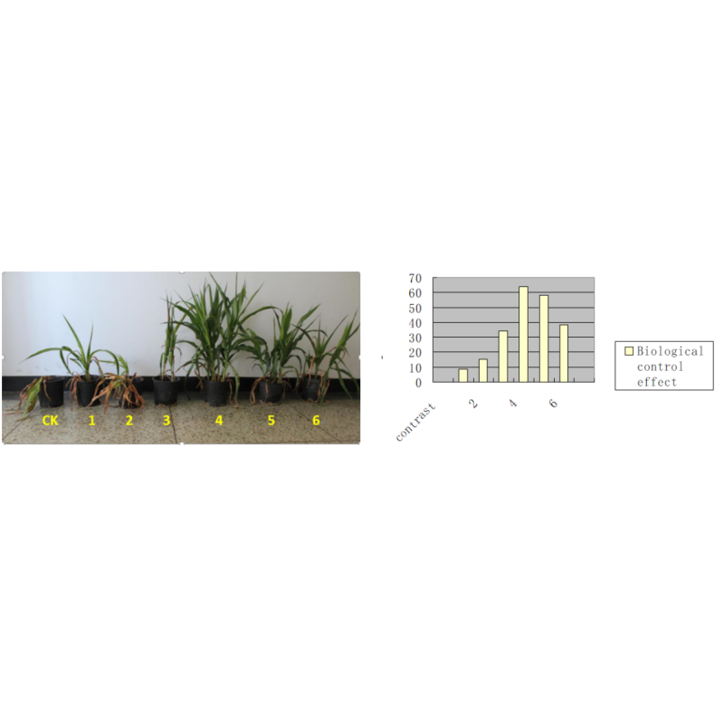 Microbial Agricultural Probiotics In Crops Fertilizer Soil Remediation