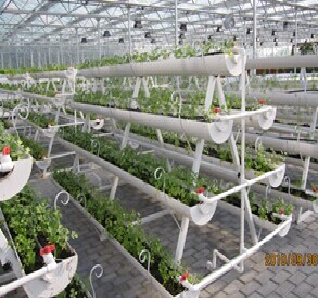 Substrate Cultivation Outdoor Hydroponics Greenhouse Weather Resistance