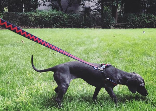 9.14m 30 Ft 20 Ft Heavy Duty Nylon Dog Leash Red Navy Blue Elastic Woven