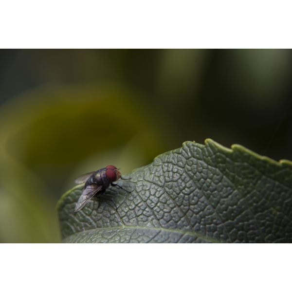 MRC Layers 77mm Close Up macro Lens 500d filter for close up photography