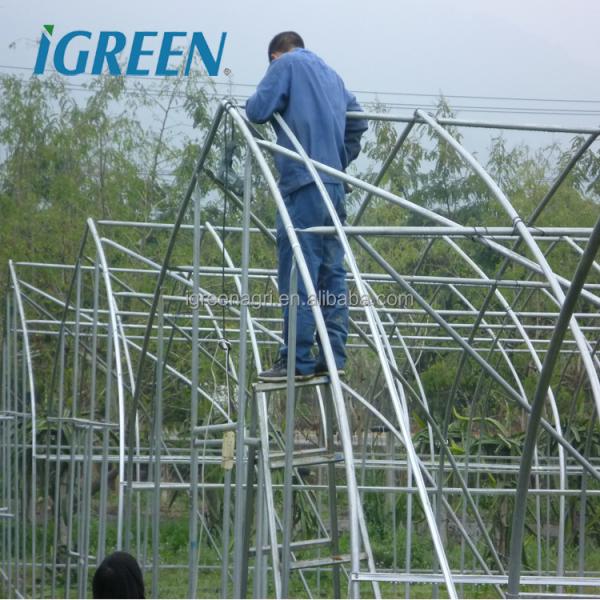 Tunnel Greenhouse with Hot Dipped Galvanized Steel Structure and 275gsm Zinc Coating
