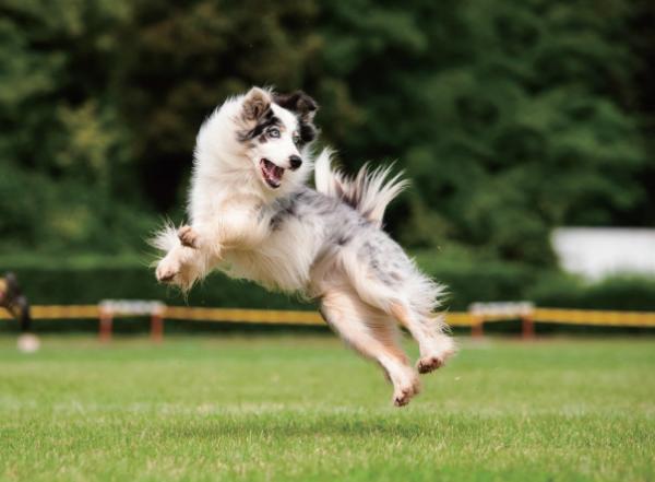 Triangle Cute Dog Toys Ultra Star Sport Disc Frisbee Beautiful Flight Four Different Sound