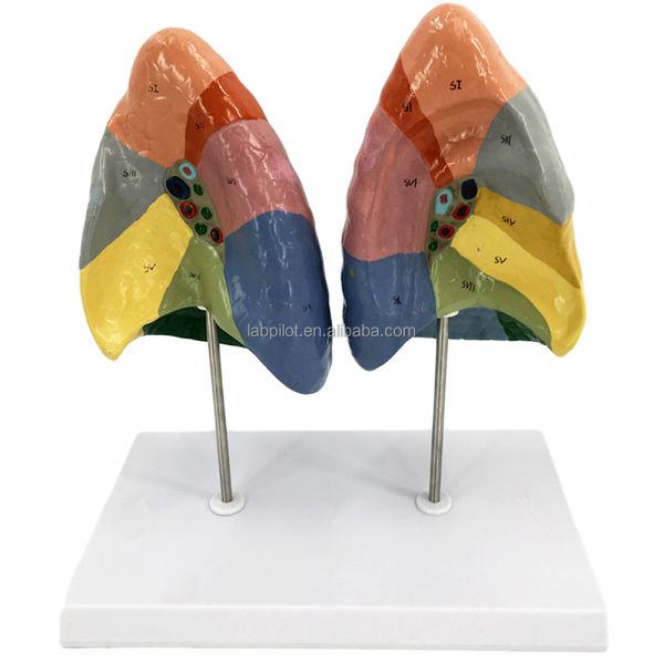 Bronchopulmonary Segments of Lung Model Human Life Size for Schools and Medical Teaching