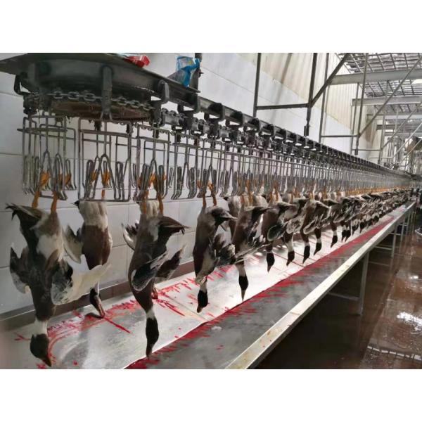 Equipamento de abate de galinhas Halal de alta produtividade com configurações personalizadas