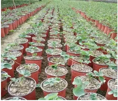 Garden And Home Decoration Plastic Garden Flower Pot