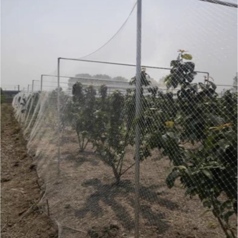 Lightweight Anti Bird Net For Orchards Gardens Fruit Orchard Netting