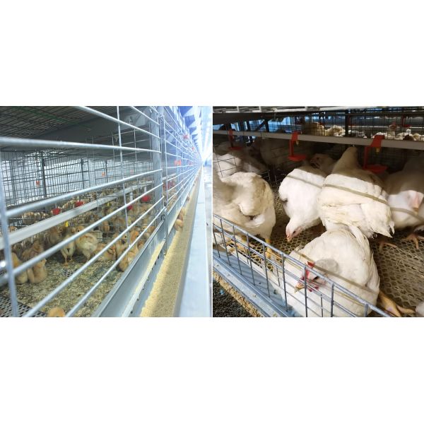 Слои оборудования клетки цыпленка HDG 3 или 4, птицы клетки батареи