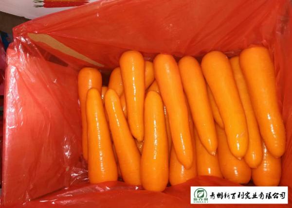 All Natural Fresh Organic Carrots , Fast Growing Carrots No Ripener