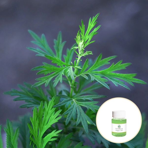 Natural Pure Artemisia Argyi Essential Oil Whole Body Massage Oil Whitening Spa For Women