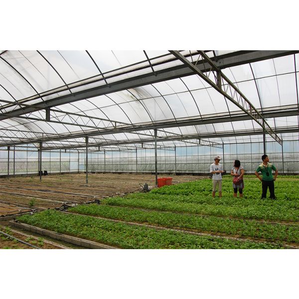 Теплица для выращивания овощей, многопролетная, с покрытием из полиэтиленовой пленки, для томатов