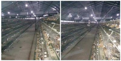 Hot Dipped Galvanzied Indoor Duck Cage 64 - 80 Duck Capacity Environmental Friendly