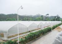Invernadero manual de varias extensiones de 3,5-4,5 metros de altura del techo para la plantación