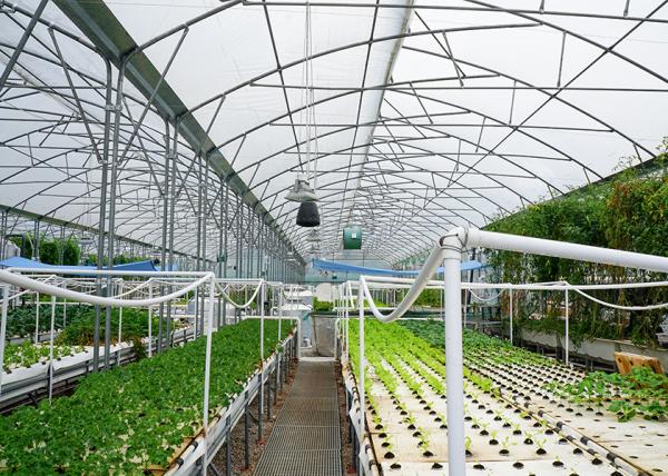 DWC deep water culture Hydroponics System Vertical Hydroponic For Agriculture