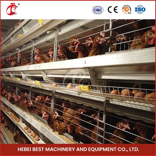 Poultry Farming Customized Chicken Battery Cage 100kg Weight Mia