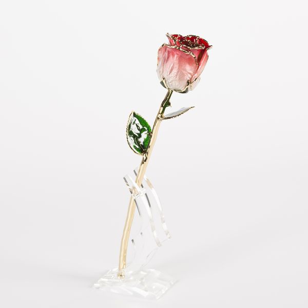 Gold Trimmed Rose Everlasting Rose  Natural Rose with Stem Present  Rose Gift Valentine Mother Day Preserved Flowers Supply