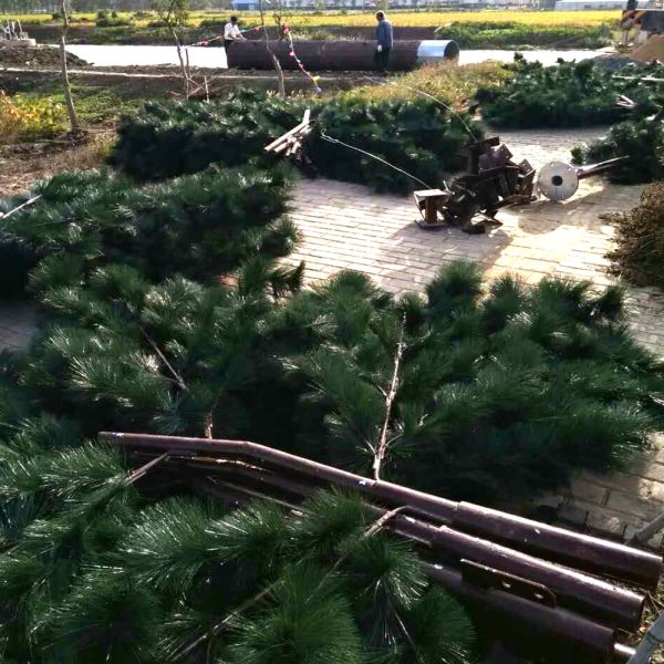 Gsm Camouflage Cell Towers Antenna Single Pole Fake Tree 5g