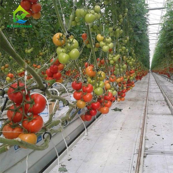 Sistema hidropônico do balcão NFT