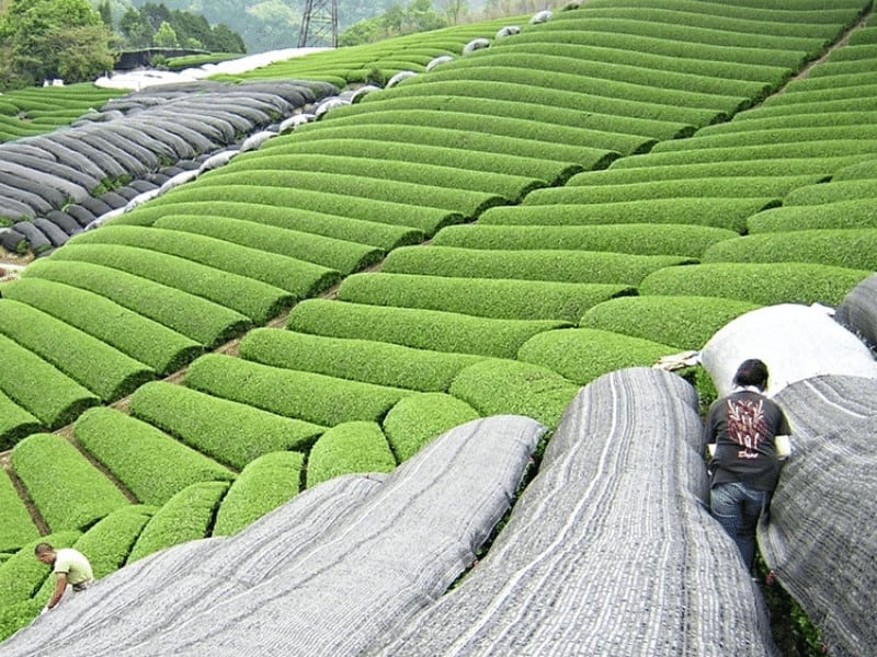 Wholesale Shade Net Or Garden Green Sun Shade Cloth Netting For Sale Factory Agriculture 3 Needles 70GSM Green Tape Shade Net Flat Tape Black Shade Cloth