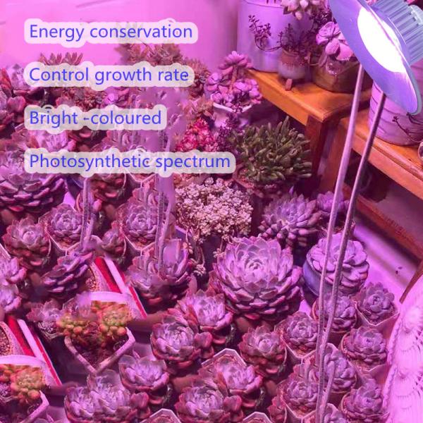 High Luminous Flux 48000lm 36W Greenhouse Seedling Plant Growth Lamp with 2- from Direct