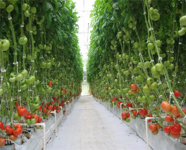 Anti Sweat Commercial Glass Greenhouse Uniform Illumination Good Draining Ability