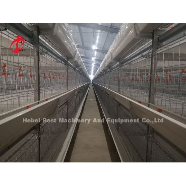 Automatic Feeding Broiler Battery Cage System For Farming Save Space Emily