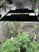 O diodo emissor de luz de cultivo vertical da horticultura de LM301H Samsung hidropônico cresce as luzes 4x4
