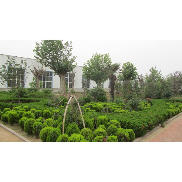 Длинный срок службы 4 в 1 многофункциональный комбинированный рисоварный станок для рынка Таиланда