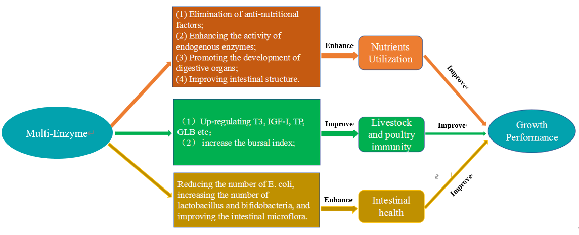 Animal Feed Multi-enzyme Compound Enzyme NSP Enzyme For Livestock Poultry Customized