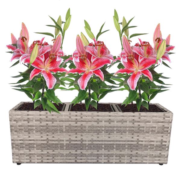 High Grade Factory Hot Sale Rattan Wicker Plastic Wooden Garden Pots Planter