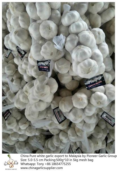 China pure white garlic export to Malaysia with 5.0-5.5 cm in 5kg mesh bag