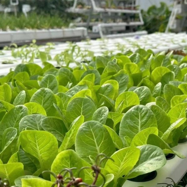 Cubierta de película Agricultura Invernadero multivariado para la plantación de hortalizas/cultivos/flores/fruta