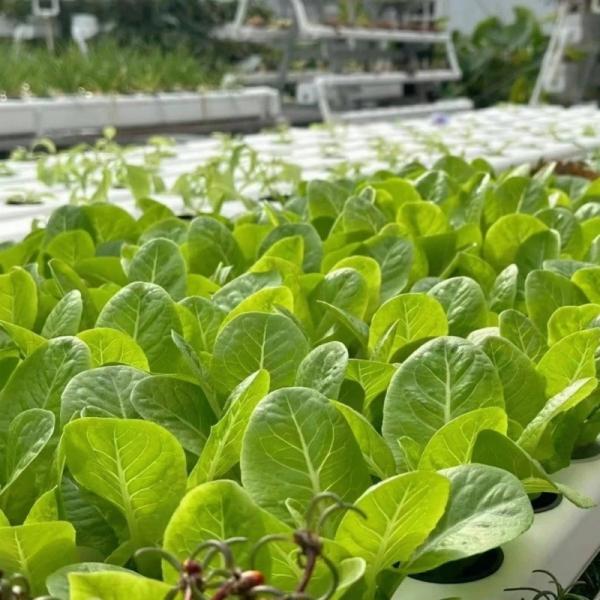 Venlo Tempered Glass Greenhouse with Hydroponics Growing System Large and US Currency