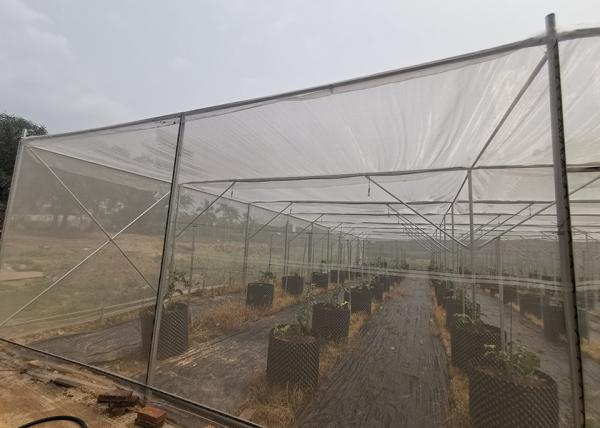 Strong Frame Metal Frame Greenhouse For Potted Flower Cultivation