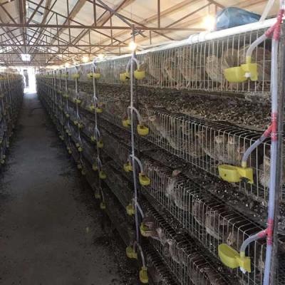 Gaiola da rede de arame da criação de animais das codorniz, menos torção do pé/casa da pena aves domésticas de ferimento