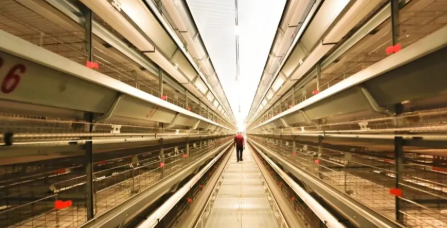 Galvanized Weather-Resistant Steel Structure Prefabricated Chicken House with Easy Rinse and Disinfect Design