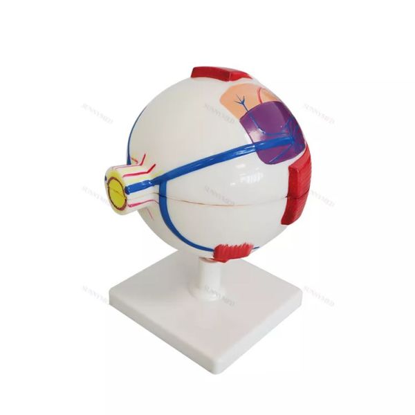 PVC Eyeball Model Anatomy Ophthalmic Magnification 3 Times