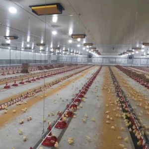 Chicken Breeding Equipment