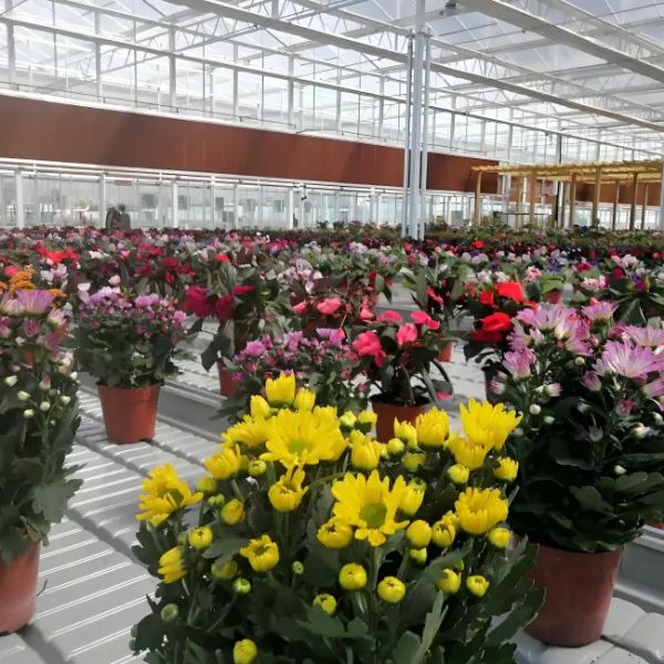 Durable Polycarbonate Venlo Greenhouse for Marigold Growing