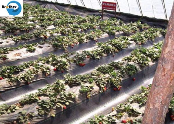Erosion Control Weed Mat Plastic Spunbond Ground Cover Weed Barrier Roll Fabric