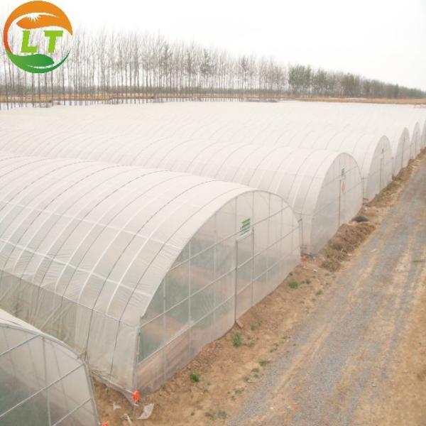 Tunnel Greenhouse for Hydroponic Crop Growing Height Can Be Customized by Inner Plants