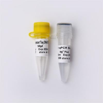 T7 RNA Polymerase