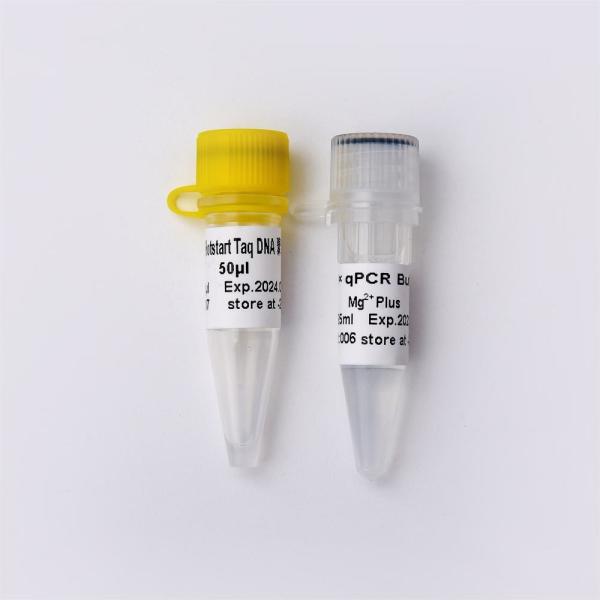 T7 RNA Polymerase