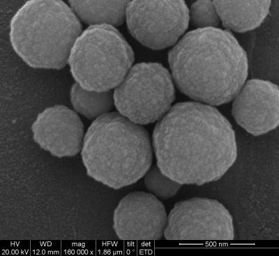 DNA Extraction Silane Magnetic Beads 500nm 50 mg / mL 1 mL