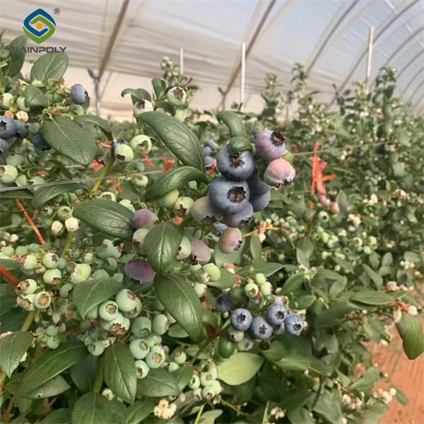Concrete Base Custom Blueberries Greenhouse With Irrigation Fertilizer System