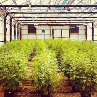 Agricultura de una sola extensión 100% sombreado 3 capas automático de hierbas de cultivo privación de luz invernadero de apagón