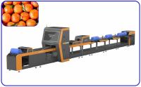 Saída inteligente da máquina alaranjada conveniente do classificador do fruto grande 1 canal