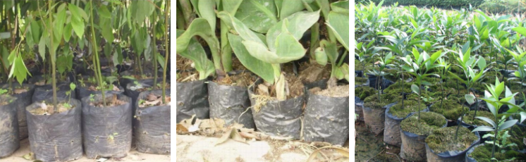 Полиэтиленовые мешки для черного выращивания