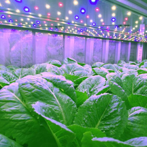 Polyurethane Insulation Hydroponic Container Farm With 1212*800*90MM Tray
