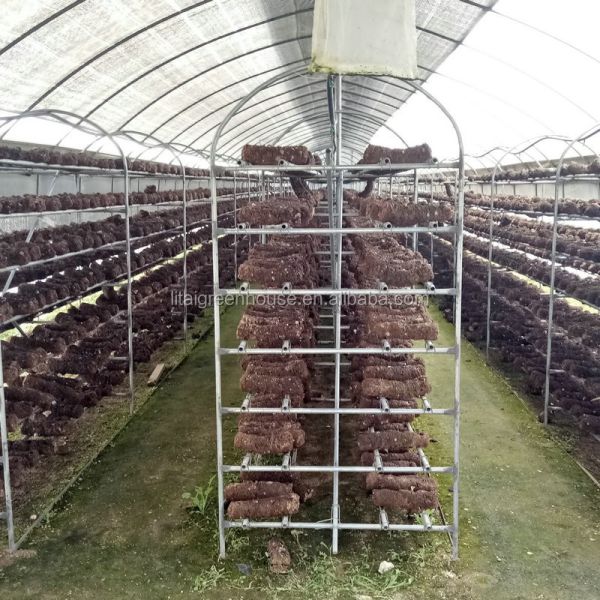 Hydroponic Greenhouse Strawberry Length 30-100m Suitable for Vegetable Fruits Flowers