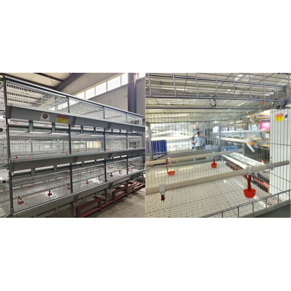 Подковообразная гальванизированная емкость птиц оборудования сельского хозяйства 60-192 птицы бройлера